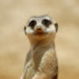 Meerkat Name Generator