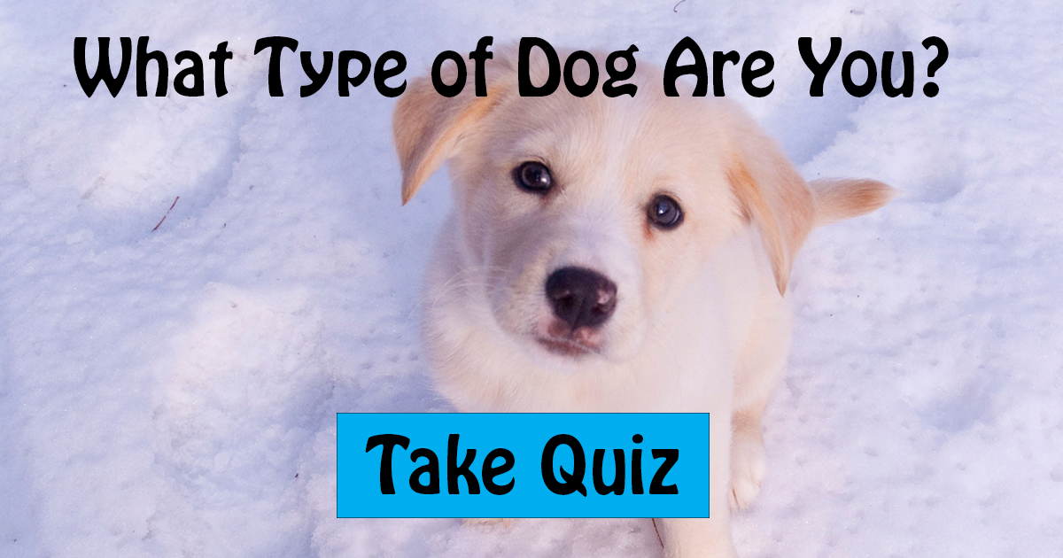 Which Type Of Dog Are you?