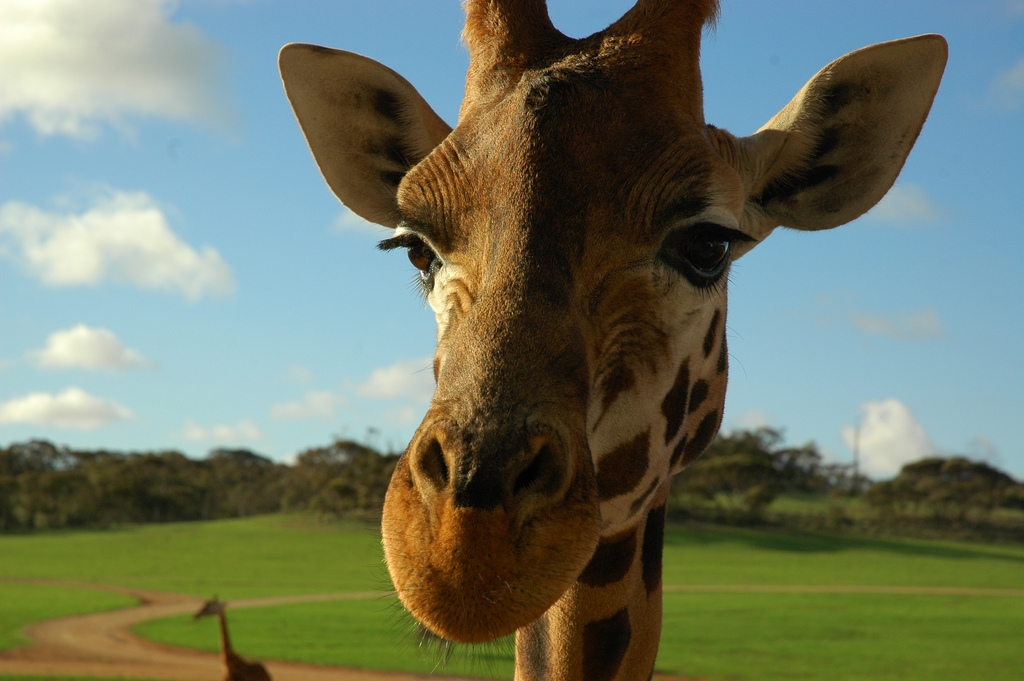 Which Zoo Animal Are You?