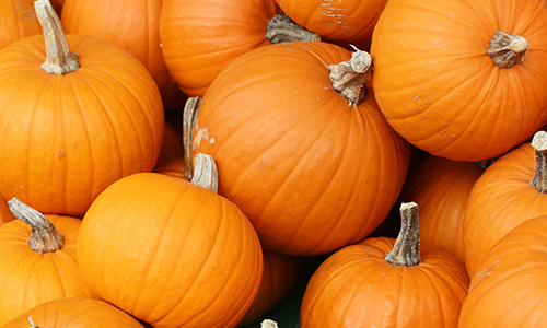 Which pumpkin are you quiz